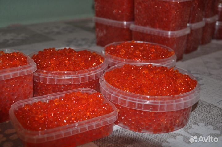 Икра Кижуч Камчатка 2023