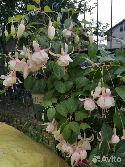 Фуксия срезы