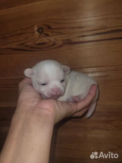Чихуахуа девчонка блонд