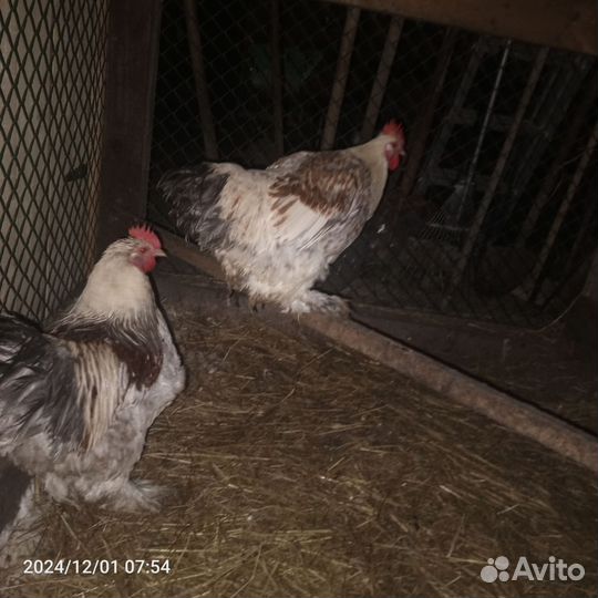 Петухи брама