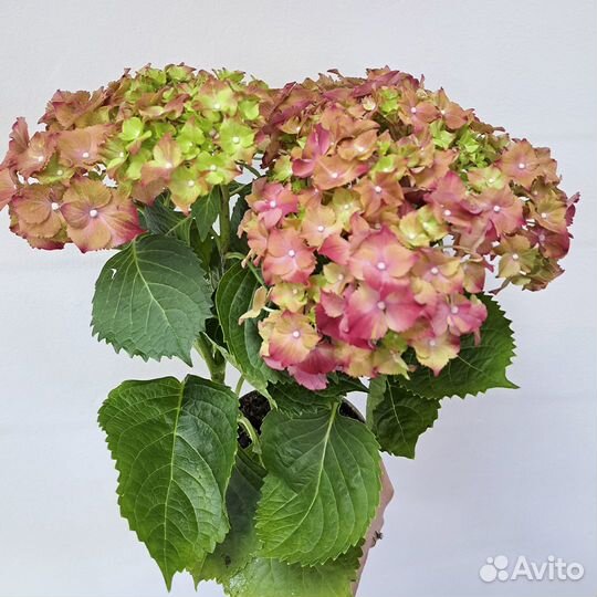 Гортензия в горшке