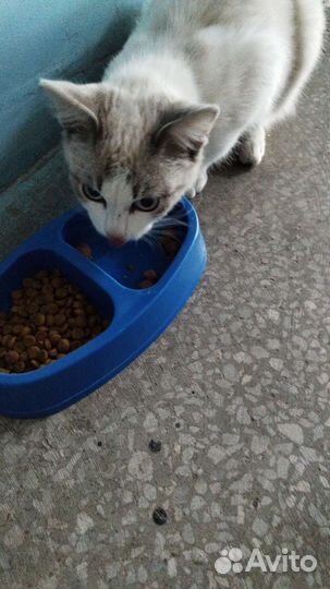 Котик