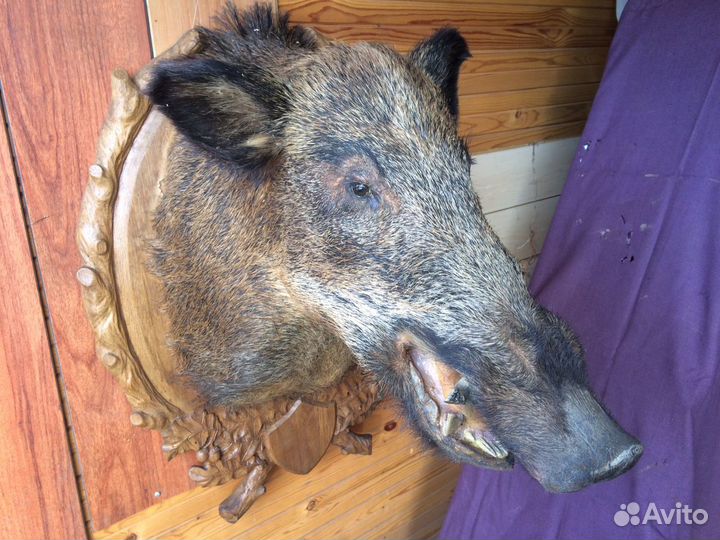Чучело кабана с медальоном