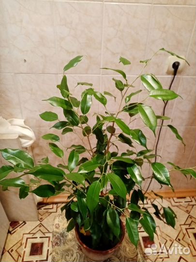 Фикус бенджамина