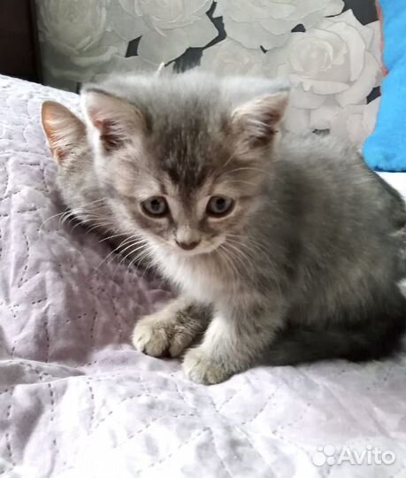 Котенок 2 месяца