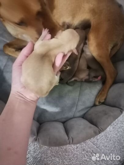 Той-терьер щенки