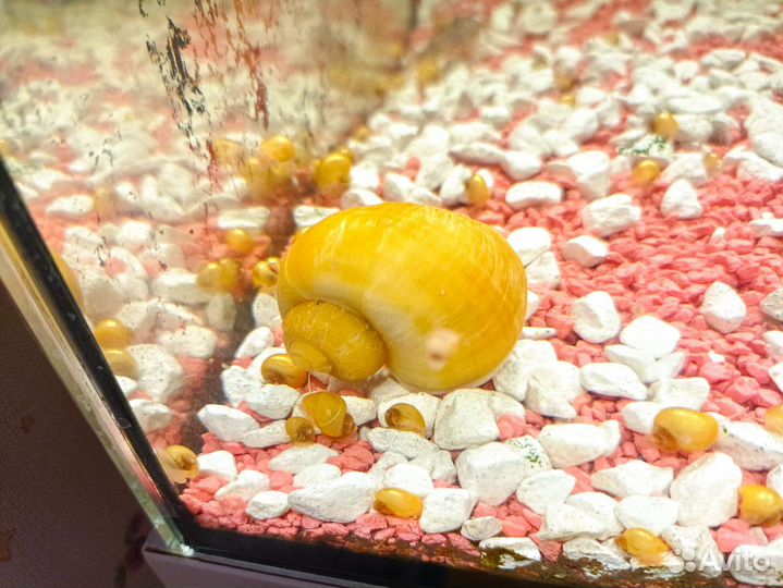 Ампулярии продам