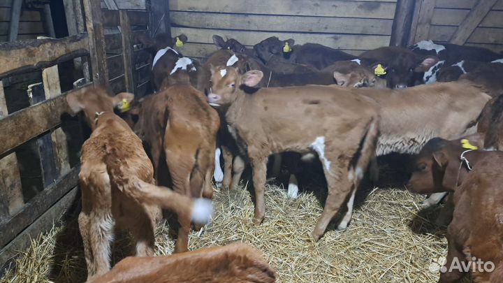 Бычки телята симменталы
