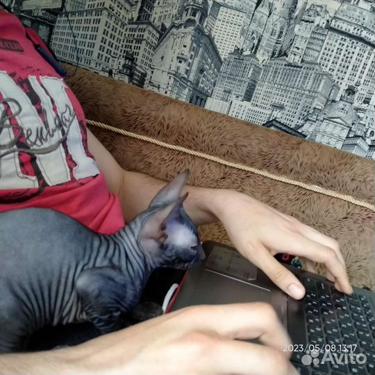 Котенок донской сфинкс