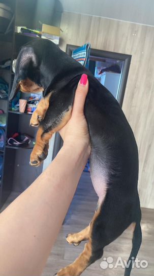 Кроличья такса