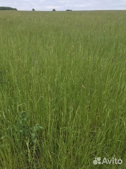 Сено в мини рулонах, дикорос для подстилки