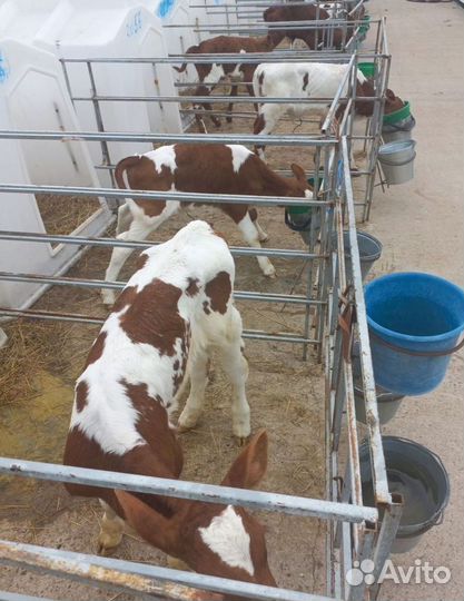 Бычки на откорм