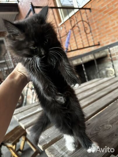 Котята 2 месяца