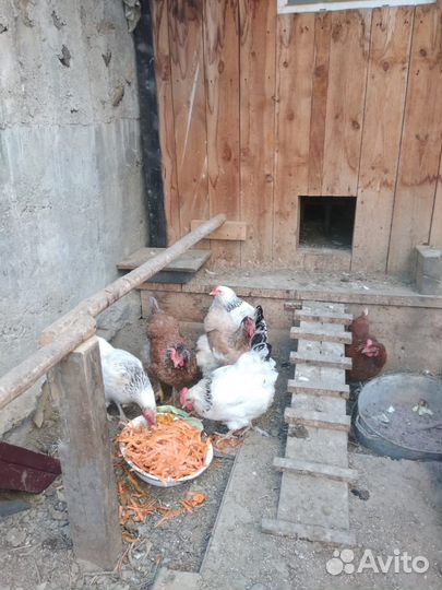 Куры несушки продам