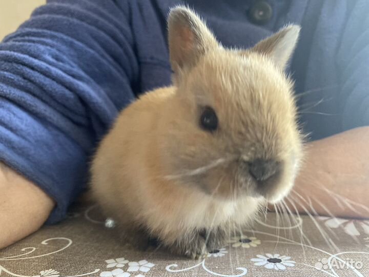 Декоративный кролик