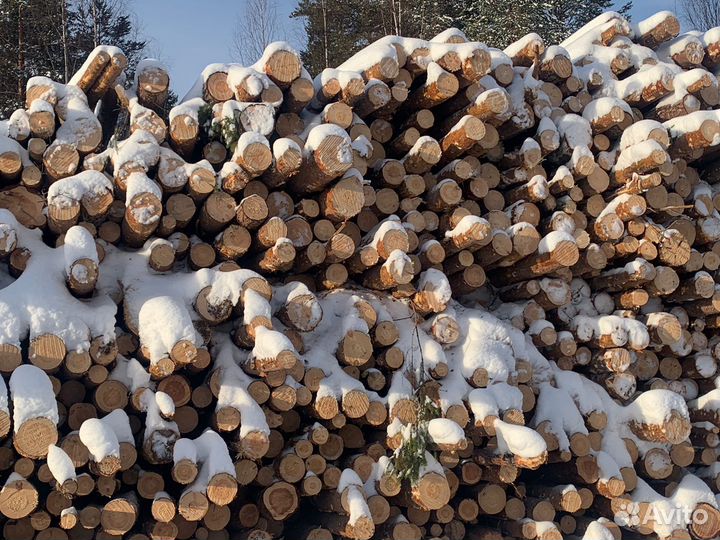 Баланс хвойных пород