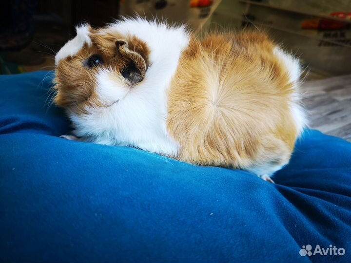 Морская свинка с клеткой бесплатно