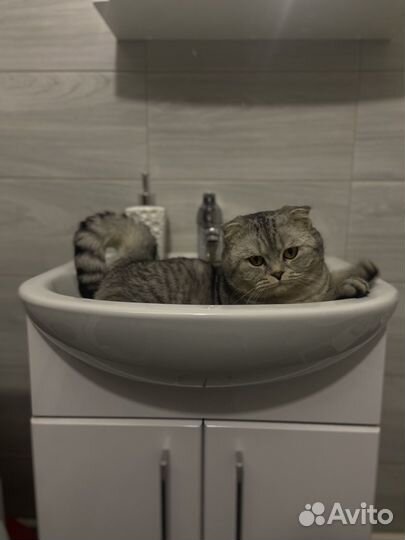 Шотландский кот