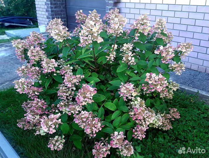 Гортензия метельчатая Вимс Ред