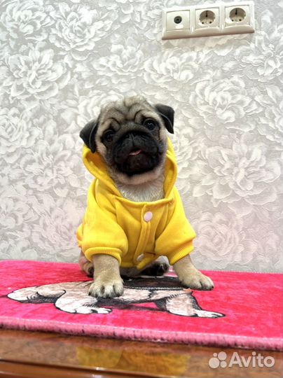 Девочка мопса