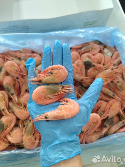 Лангустины креветки
