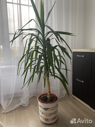 Пальма юкка