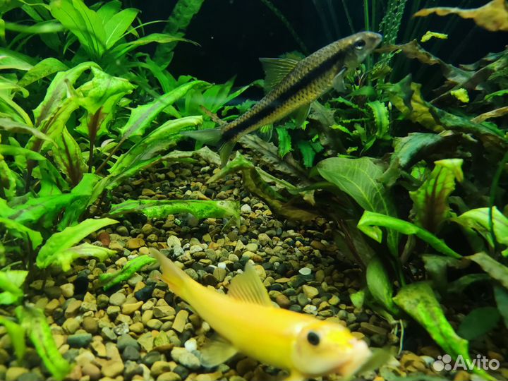 Водрослееды: Гиринохейлус и Сиамский