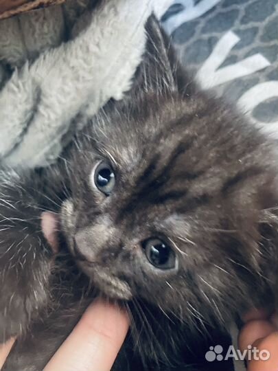 Котята шотланской