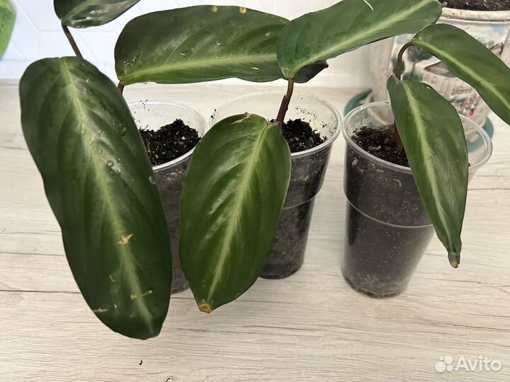 Продам Строманту Сангунея