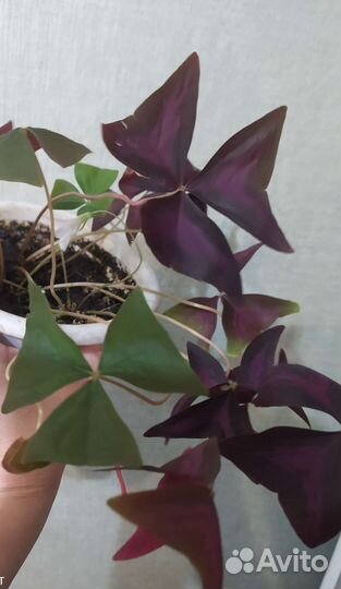 Кислица оксалис