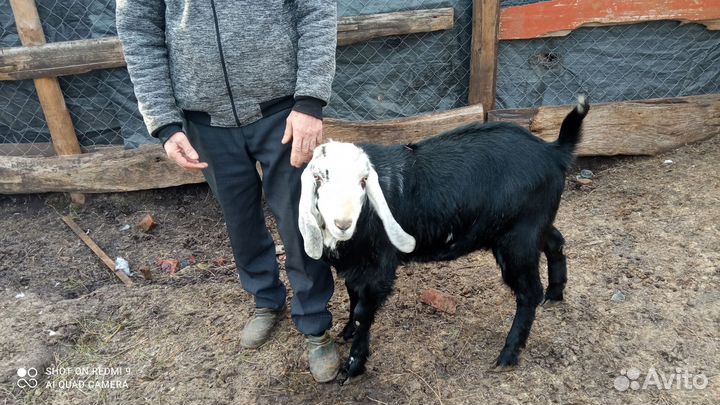 Козел для вязки