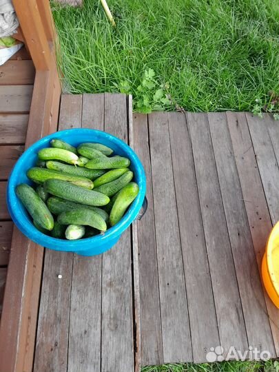 Огурцы свежие
