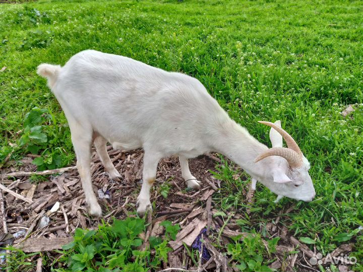 Козы дойные