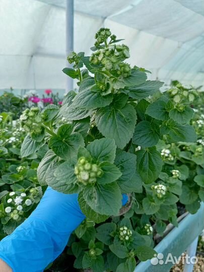 Агератум белый