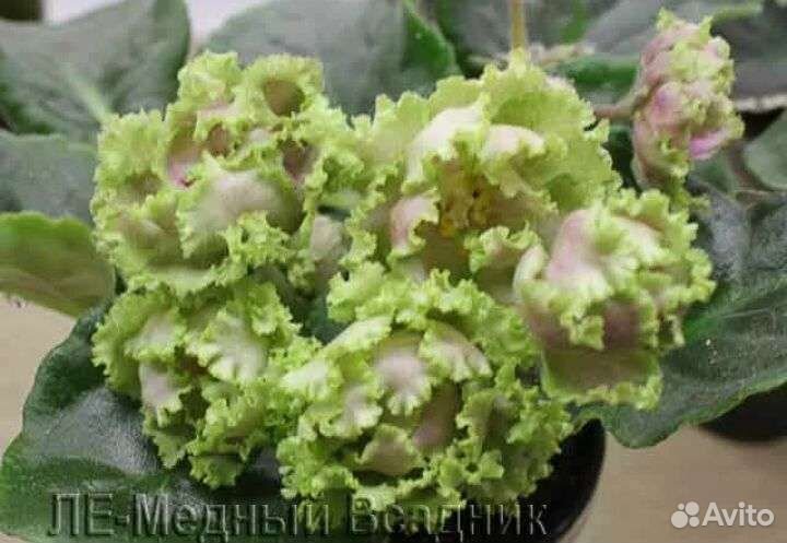 Сортовая фиалка Медный всадник