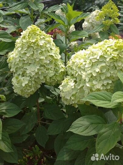 Гортензии древовидные, метельчатые, крупнолистные