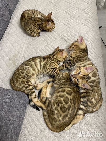 Бенгальские котята