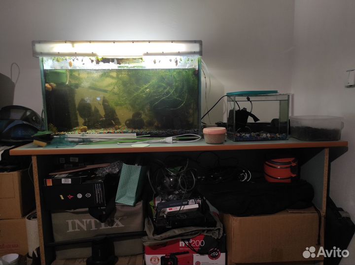 Аквариумные рыбки