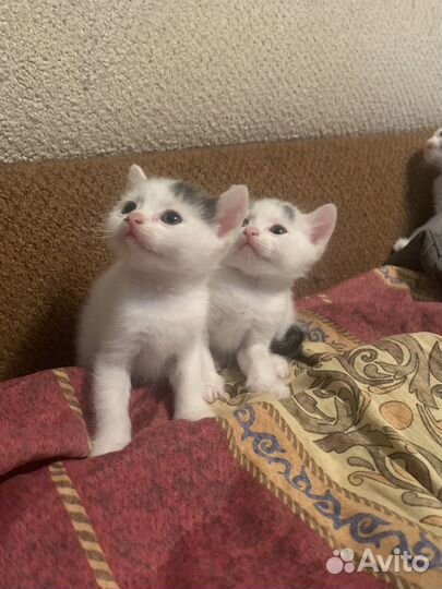 Отдаем котят в добрые руки