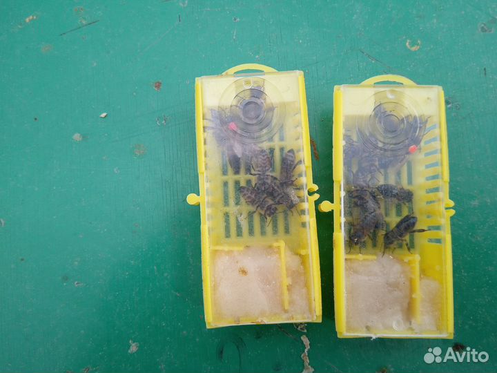 Пчеломатки плодные, неплодные карника Пешец F1