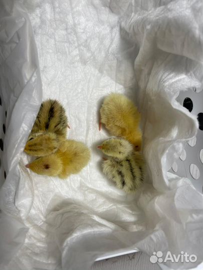 Перепелята суточные