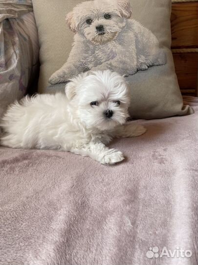 Щенки мальтезе мини