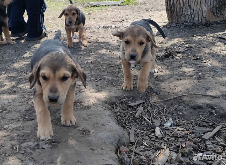 Продам щенят русской гончей