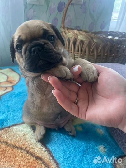 Малыши французики