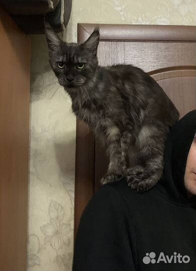 Котята мейн-кун