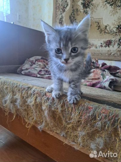 Котенок в добрые руки