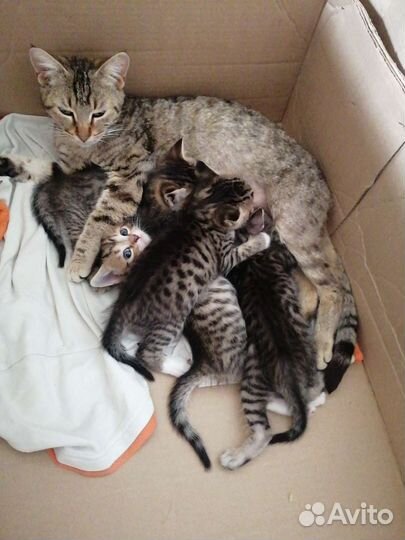 Котята в добрые руки