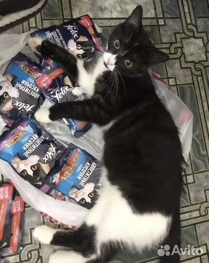 Стерилизованная котенок девочка Милка