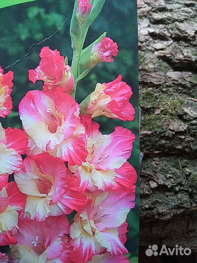 Гладиолус, фрезия, анемона