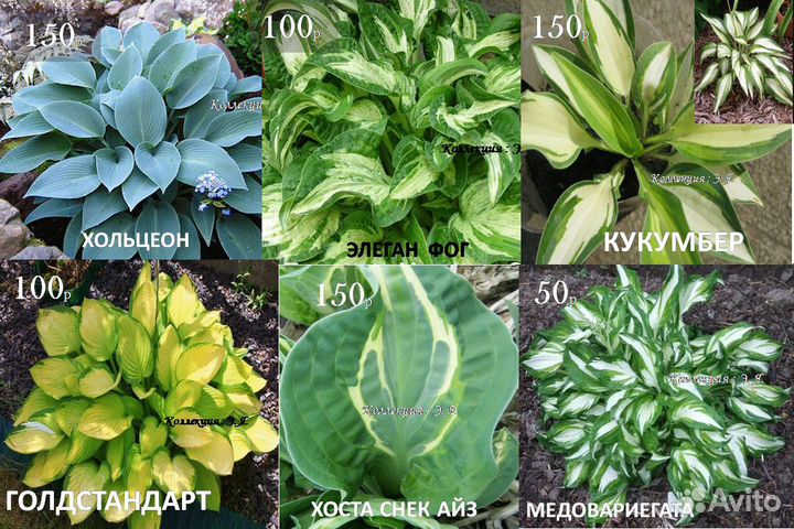 Почвопокровные Многолетники Хосты Почтой (Часть1)